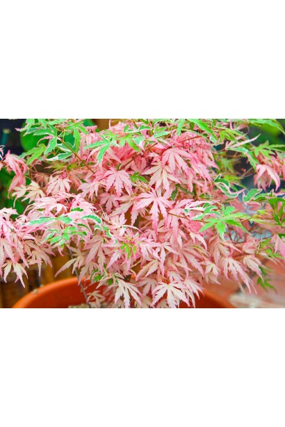 Гібридний клен Ліоші (Acer palmatum '’yoshi’).